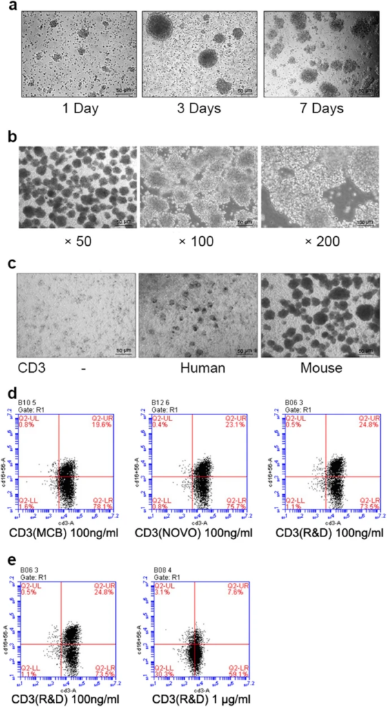 Colonies of CIK cells expansion in human and mouse culture.