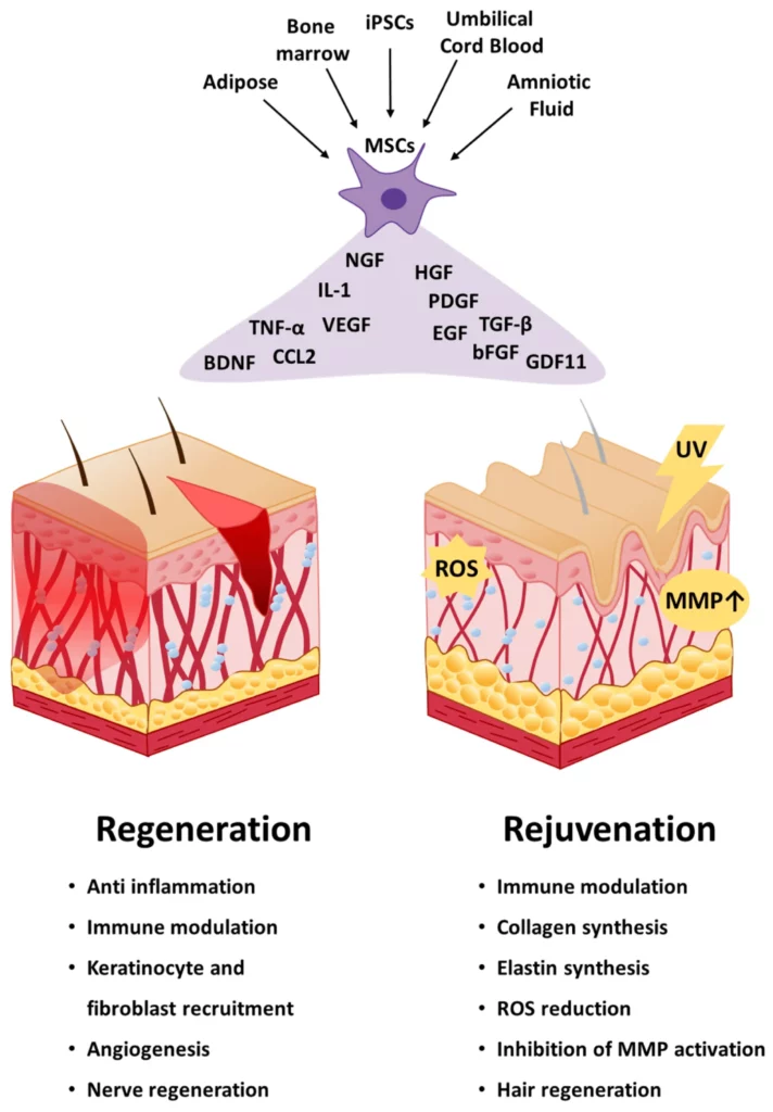 Regeneration vs Rejuvenation