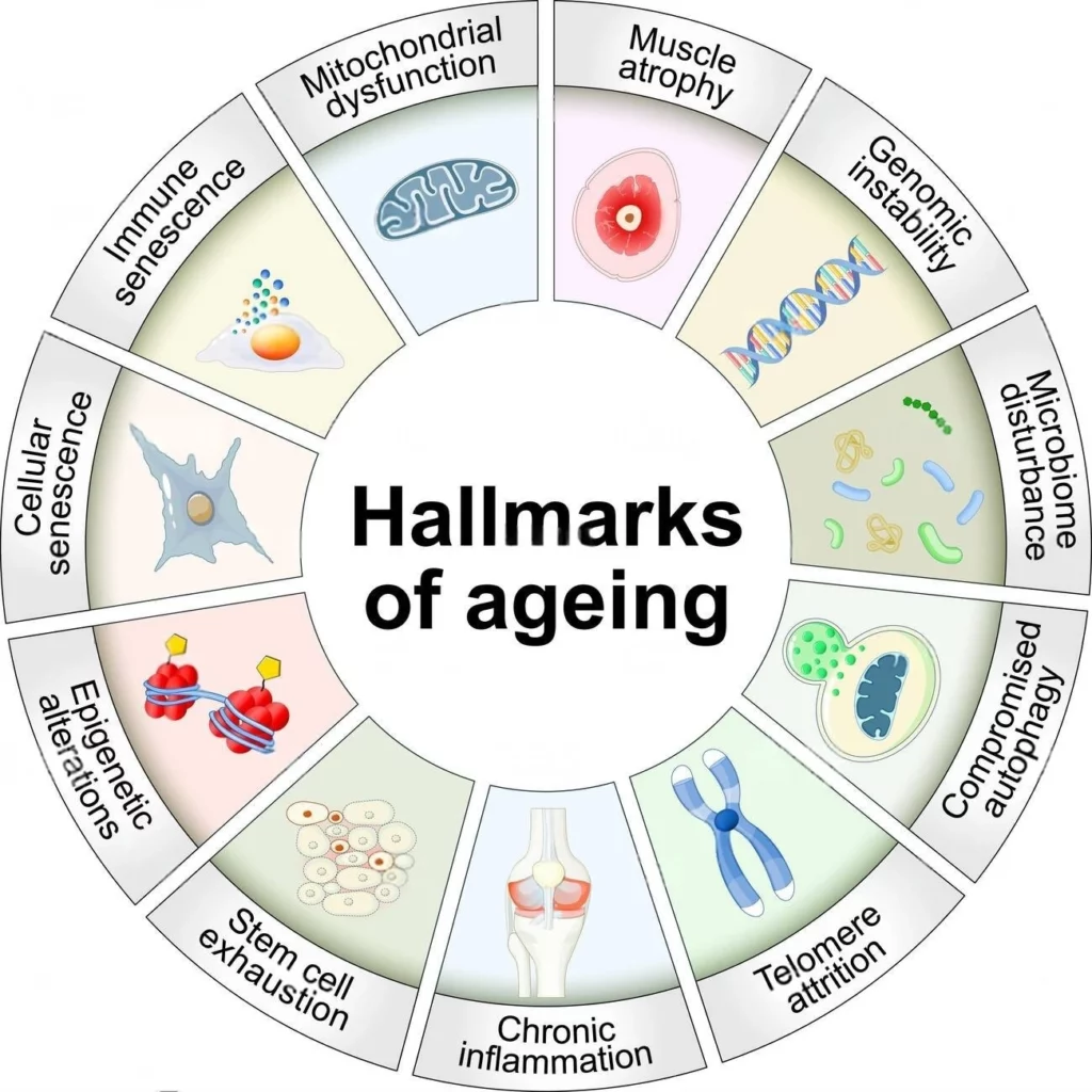 Why cells are aging?