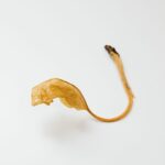 brown dried leaf