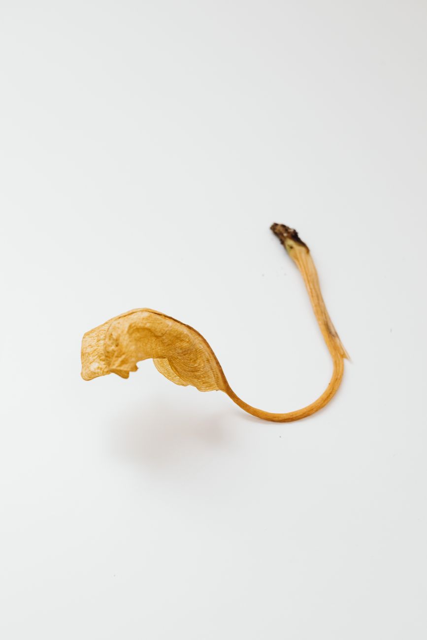 brown dried leaf